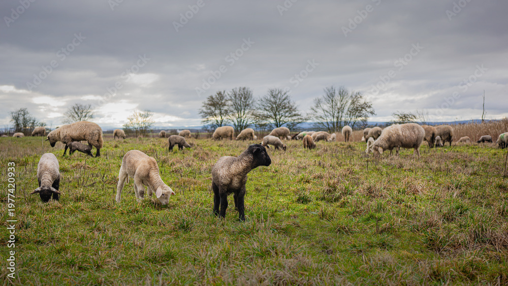 Fototapeta premium Flock of Sheep Grazing on a Green Pasture Under Overcast Sky in Rural Countryside
