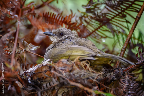 A Yellow-vented Bulbul perched carefully on its nest, guarding and watching over its young chicks hidden beneath. Surrounded by natural foliage and dry fern leaves, the bird shows protective behavior 