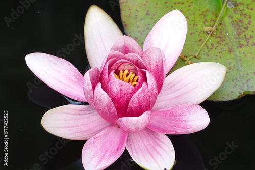 植物　花　満開　蕾　ピンク色