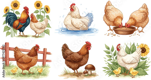 Farm Chicken and Rooster Vector Set with Hens, Chicks, Feeding, Bathing and Rural Agriculture Scenes for Poultry Farming Illustration Collection