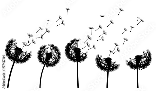 A minimalist vector illustration of dandelions dispersing seeds in the wind