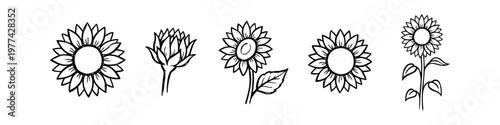 Set of hand-drawn sunflower illustrations in black line art. Minimalist botanical sketches of sun flowers, buds, and leaves isolated on white, perfect for design elements and floral patterns.