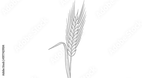 Golden ripe wheat ears and grain stalks isolated on a white background represent a natural harvest of yellow cereal crops for organic bread production