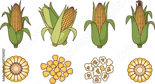 Fresh Sweet Corn Vector Set with Whole Cobs in Husks, Sliced Rounds, Raw Kernels, and Popcorn for Agriculture, Organic Farming, and Food Packaging Designs