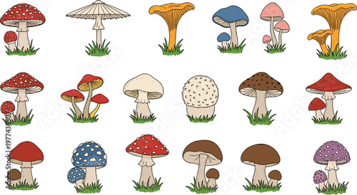 Mushroom Collection with Various Wild Fungi Types Including Toadstools and Forest Mushrooms for Nature Illustration Botanical Design and Ecology Graphics