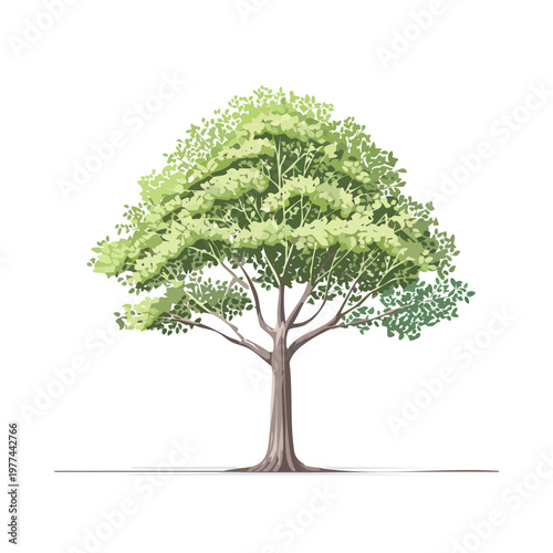 Deciduous tree illustration for architectural landscape design providing essential scale elements