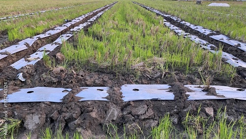 A farmland with rows of neatly arranged beds, using plastic mulch on top of the soil. Greenery is beginning to grow between the rows, reflecting modern farming practices.