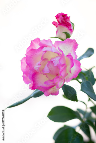 白とピンクのグラデーションが美しいバラ（薔薇）の花とつぼみのクローズアップ