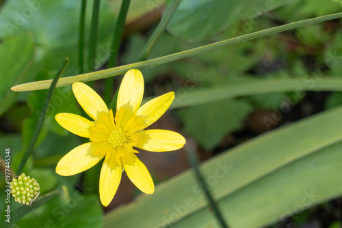 早春の野原に明るい黄色のキクザキリュウキンカの花