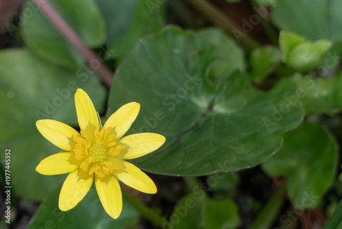 早春の野原に明るい黄色のキクザキリュウキンカの花