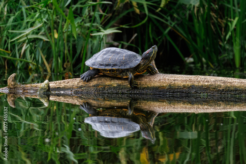 Red-eared slider turtle (Trachemys scripta elegans) basking. Turtle on log, reflection in water, side view, pond life, sunny summer day, green aquatic plants, wildlife photography, sharp focus.
