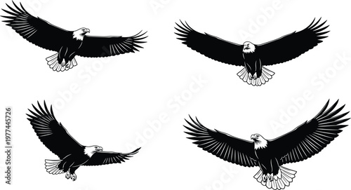 Eagle silhouettes flying collection, majestic bird of prey wings spread illustration, wildlife nature black white isolated design set