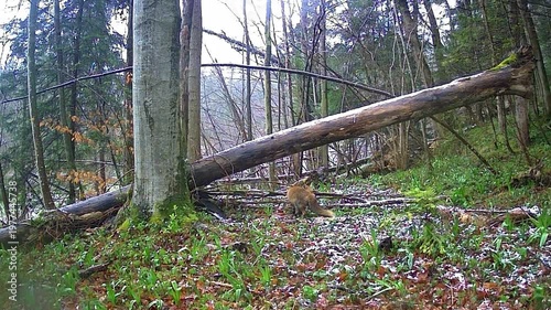 Fox and a Log on a Forest Camera