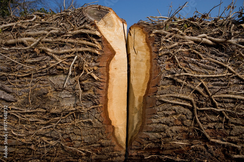 Kerbe in einem gefälltem Baum