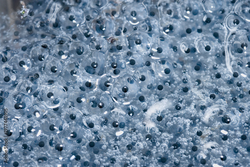 Nahaufnahme von Froschlaich in einem Teich