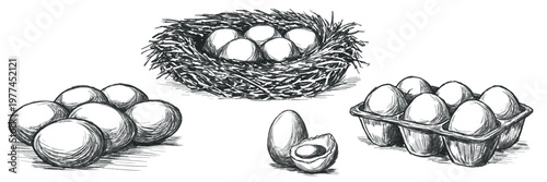 Freehand eggs in vintage engraving style. Hand drawn farm illustration, perfect for organic food packaging, premium branding, labels, luxury design. Vector