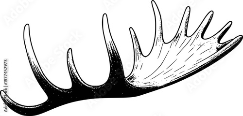 Detailed black and white of a single moose antler with multiple tines, isolated white