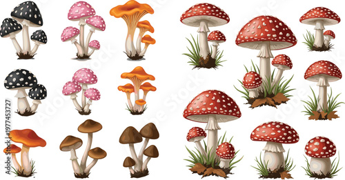 Wild Mushroom Vector Set with Amanita Toadstool Forest Fungi Collection Hand Drawn Botanical Nature Illustration