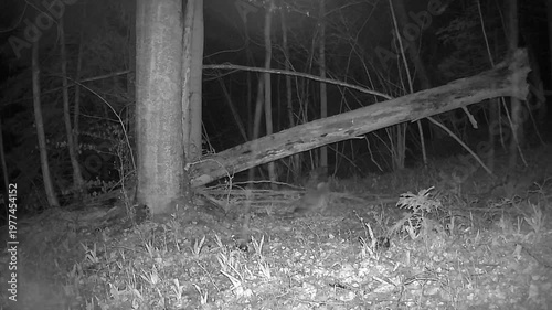 Fox and a Log on a Forest Camera