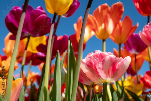 Variety of stunning tulips in vibrant colours, photographed at Wisley garden, Surrey, UK, in spring.