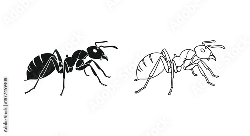 Ant Species Comparison Guide: Worker Ants Vector