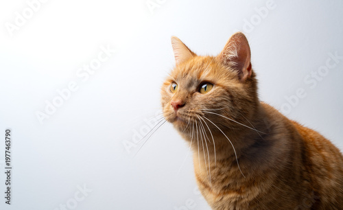 profile view of a ginger cat on white background looking ahead curiously