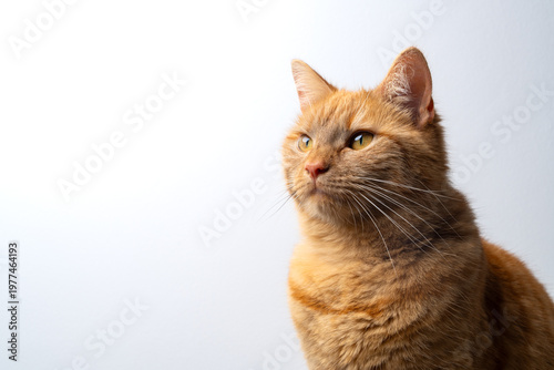 profile view of a ginger cat on white background looking ahead
