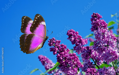 Bright colorful tropical morpho butterfly and blooming lilac against blue sky