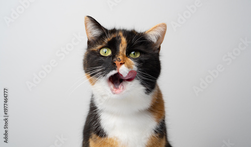 portrait of a hungry mouth licking calico cat on white studio background with copy space