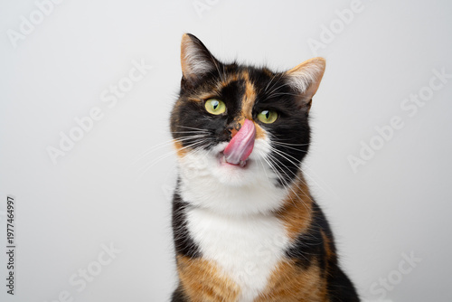 portrait of a hungry mouth licking calico cat on white studio background with copy space