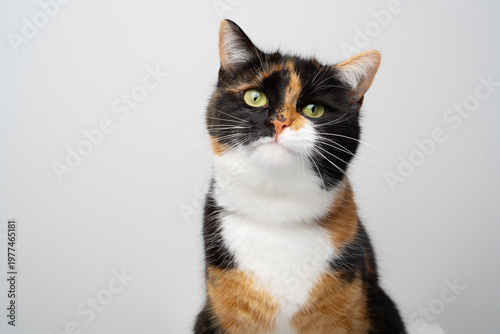 studio portrait of a beautiful calico cat looking at camera on white background