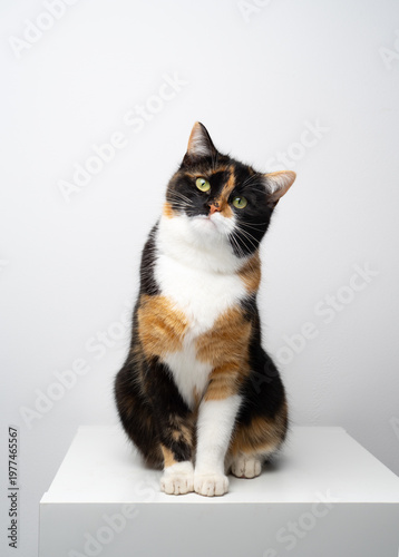 full body studio portrait of a calico cat sitting and looking at camera on white background with copy space