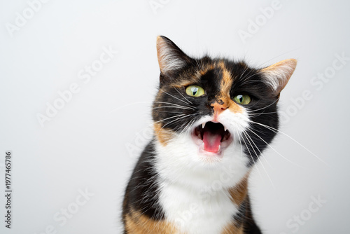 calico cat meowing loudly, studio portrait on white background with copy space