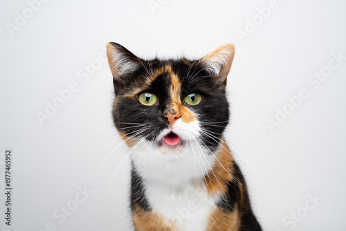 funny studio portrait of a calico cat looking surprised with mouth open and tongue looking out against white background with copy space