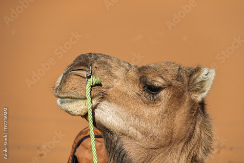 Camel dromedary face portrait with lead rope in sahara
