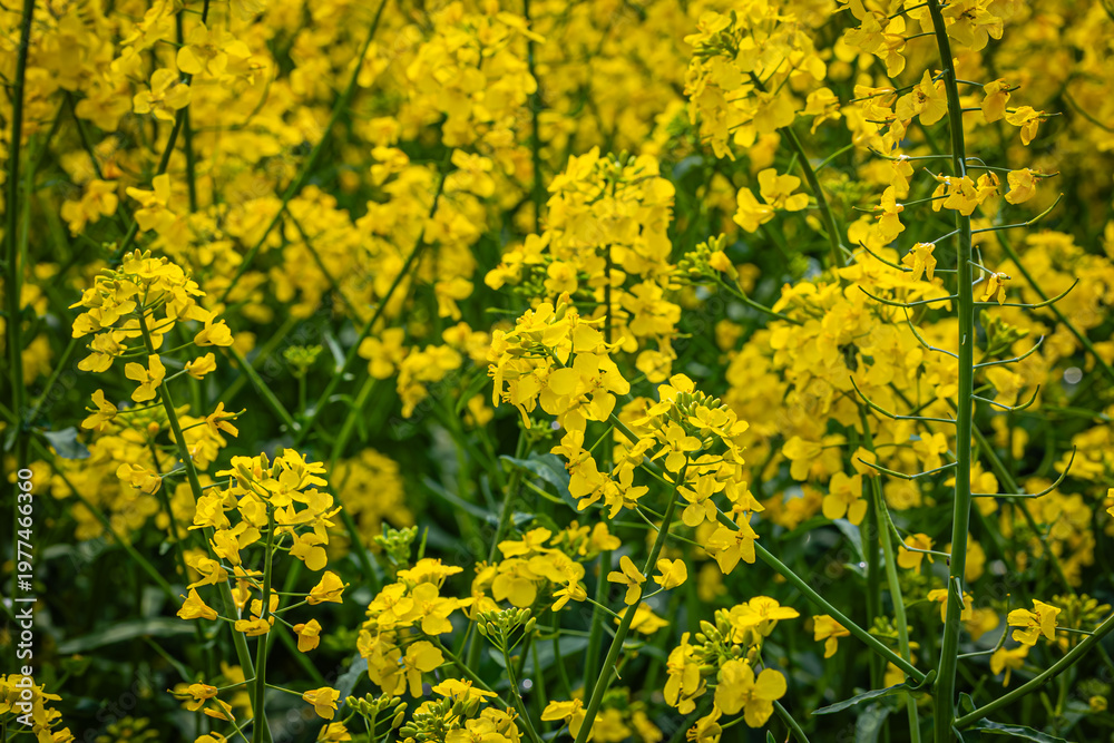 Obraz premium Fields of Yellow Flowers Bloom During Spring in a Rural Area Filled With Vibrant Plants and Natural Beauty