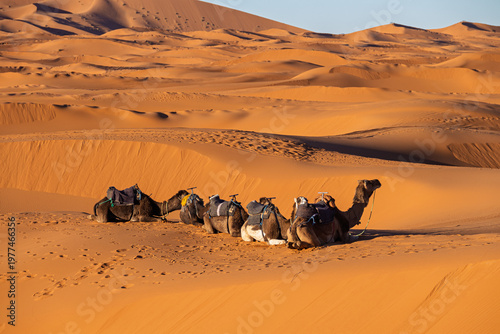 Camels resting on erg chebbi sand dunes in sahara desert
