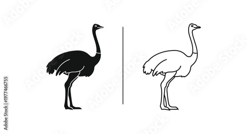 Ostrich vs Emu Bird Comparison Guide Vector