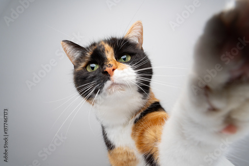 curious calico cat reaching out for camera with her paw, studio shot on white background