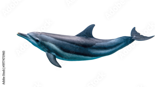 Billede på lærred Sleek gray Dolphin swimming gracefully with dark dorsal fin