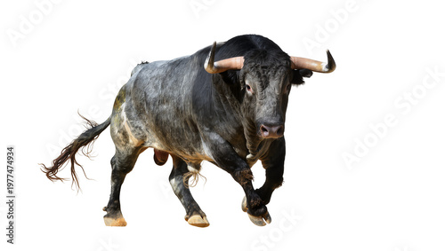 Schilderij op canvas Fierce black fighting bull charging forward with curved horns