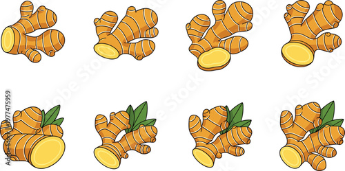 Fresh Ginger Root Vector Set with Sliced Pieces and Leaves, Organic Food Illustration Collection for Health, Cooking, and Natural Remedies