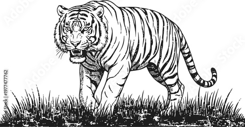majestic tiger walking through grass wild large cat with stripes, powerful feline in natural habitat illustration