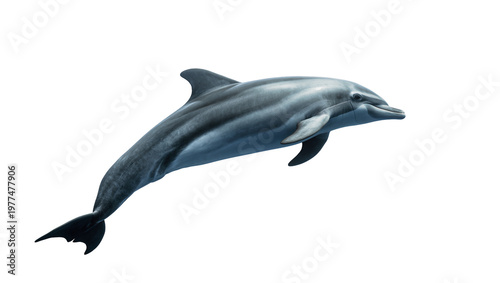 Φωτογραφία Gray sleek swimming dolphin with dark dorsal fin and long snout
