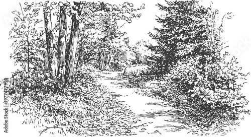 Path through the forest with trees and bushes in black and white ink drawing