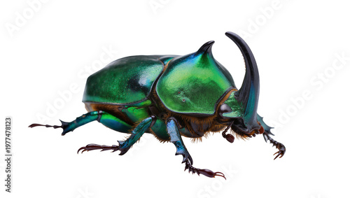 Εκτύπωση καμβά Iridescent green rhinoceros beetle with large horn, isolated on transparent back