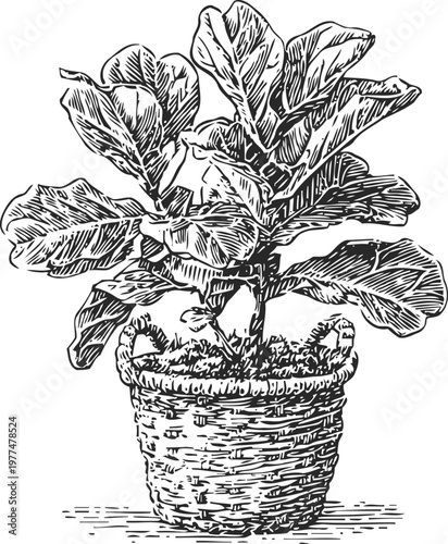 Fiddle leaf fig plant in woven basket detailed black and white sketch illustration