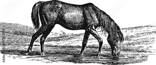 Vintage engraving of a horse drinking water from a natural pond in countryside landscape