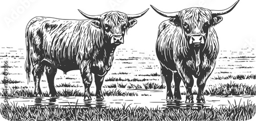 Highland cattle standing in water detailed black and white farm animals illustration with grass and reflections