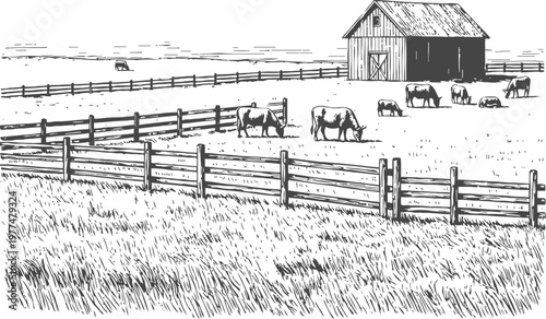 rustic farm landscape with grazing cows and wooden fence near barn in countryside